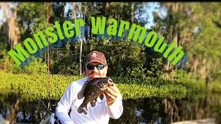 How to catch  Monster Warmouth