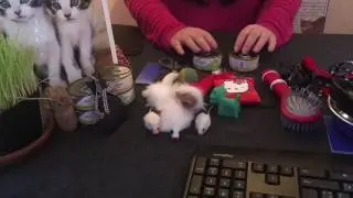 ASMR Pet Store RolePlay: What do you need for a purrrfect cat?