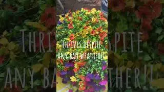#artificialflowers #fauxflowers #weatherresistant #tiktokshopfinds #fallaesthetic