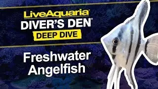 LiveAquaria&reg; Diver&rsquo;s Den&reg; Deep Dive: Freshwater Angelfish