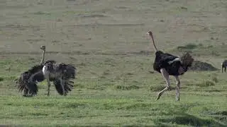 Ostrich Mating