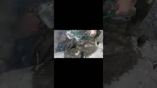 Placer Gold Mining in Colorado