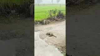 🧿😗 #cat #love #minku#baby#shortvideo #trending #viralvideo
