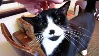 Fun = A House Full Of Cats!