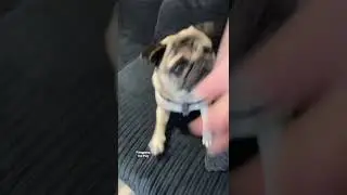 МОПСЫ НЕ МОГУТ УЧИТЬСЯ ТРЮКАМ! 🤣 Смешные собаки 🐶 #шорты