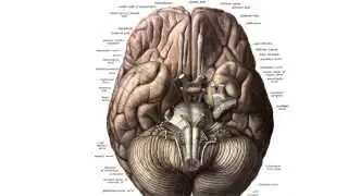 Daniel Casasanto on the Mind in Context: How Linguistic and Bodily Relativity Shape Thinking