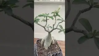 🌿 Desert Rose Bonsai Transformation | Thick Caudex + Flower Buds 😍