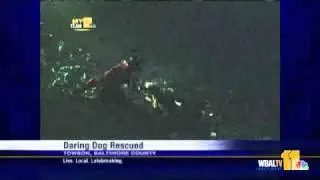 Diver Rescues Dog Trapped In Ice