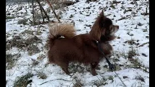 Když se malý pejsek vydá na zimní procházku 🐶