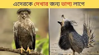 বিশ্বের সবচেয়ে সুন্দর 10 টি পাখি/10 Rarest Birds In The World/Hindi