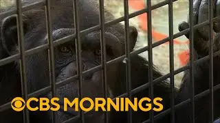 Group saves research chimpanzees from lab experiments