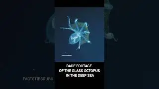 Rare Footage | Glass Octopus #deepsea #sea #shorts #viralshorts #creatures