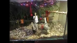 Silver Sebright hen vs rooster fight