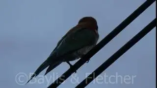 Chestnut-headed Bee-eater (M.leschenaulti), Malaysia, 20170604_192045.m2ts
