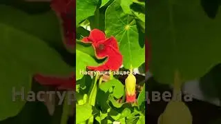 Капуцин кресс/Настурция/Чем украсить салат летом