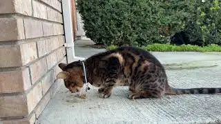 Cute Cat Enjoying His Meal 🐱🍽️ | Relaxing Cat Eating Video