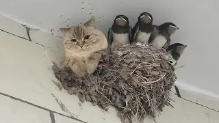 When your cat has EXTREMELY STRANGE hobbies 😂-  Funny Life! 🐾