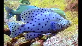 サラサハタ　Humpback Grouper,Panther Grouper　Chromileptes altivelis