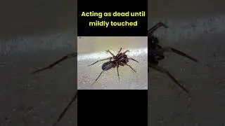 🕷️ Ant-Mimicking Spider | Mallinella cf. fulvipes &mdash; First Pakistan Record #biodiversigrapher #nature