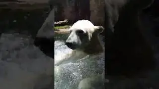 Trolling a polar bear with my kids as bait
