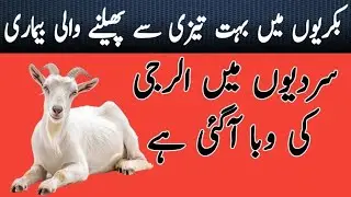 Goat allergy treatment| allergy like a viral disease| bakri ki allergy ka ilaj|bakri k bal|treatment
