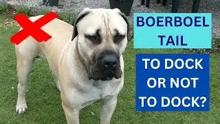 BOERBOEL TAIL - docked vs undocked