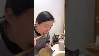 Begging Masters 😺 | Viral Funny Food-Seeking Cat Reactions 🍔