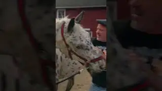 Totally Blind Horse Released After Receiving Adjustment!