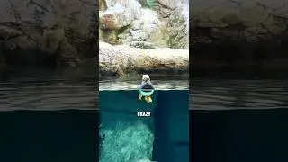 Puffins:Swimming Bird Hunters #animals #puffin #cute