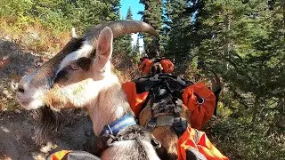 2025 Washington back country Pack goat Archery elk hunt