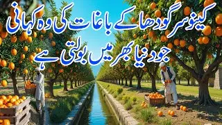 Orange Farming in Pakistan 