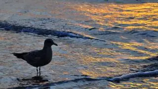 MOONLIGHT BEACH WALK