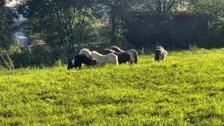 Sechs Minishettyhengste zusammen in einer Herde! inkl. Koen