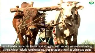 Taming the Cereal Killer: Kenyan Scientists on the Verge of Striga (Witchweed) Control