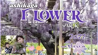 2022 Ashikaga Flower Park #あしかがフラワーパーク  Wisteria #4k |charmshyrhel