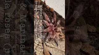 Breeding my pink phase rosehair tarantulas Meatball & Marinara (Grammostola rosea)