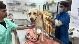 Grooming required for preventing skin disease always || Mahakal Veterinary Clinic Ujjian