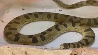 Tour of the Reptile House! | Facebook Live