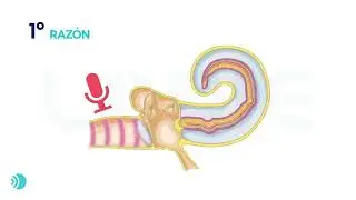 ¿Qué son las OTOEMISIONES ACÚSTICAS y por qué las ESTUDIAMOS?