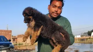 Long Hair German Shepherd ko kaise pehchane , How to Check Purity of Longcoat German Shepherd Puppy