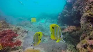 Koh Samui Diving with Calypso Diving Koh Samui 2in1