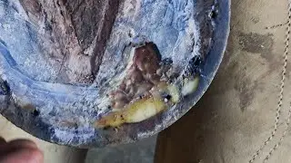 We Found a Massive Abscess! My wifes horse could Barely Walk - Hoof was a Serious Mess