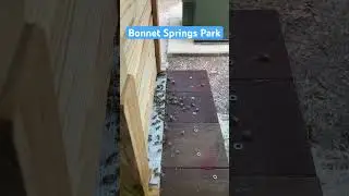Bonnet Springs Park in Lakeland FL