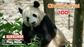 【Life Of Returnee Pandas】Episode 65 Bao Bao, The Stylish Super Mom |  iPanda