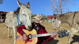 Hazel the donkey loves America classic songs
