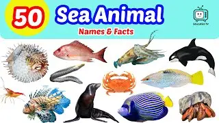 Kids Vocabulary - Sea Animals for Kids | Ocean Animals Vocabulary, Toddler Learning Video