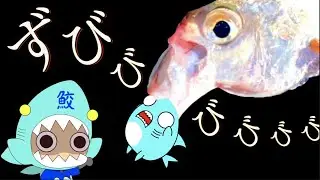 【サメニンとまるきんまる２】三重県で漁師体験をしたサメ〜！