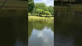 Koi on the fly rod