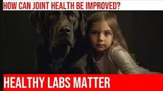 Joint Health in Labrador Retrievers: Prevention & Care