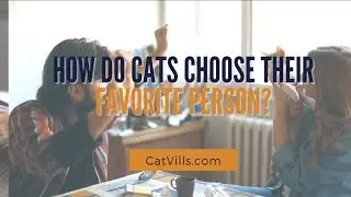HOW DO CATS CHOOSE THEIR FAVORITE PERSON